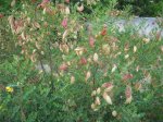 Ginestrina frutto